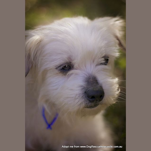Photo of Aluka (On Trial 7/9/14) ~ Pretty Maltese