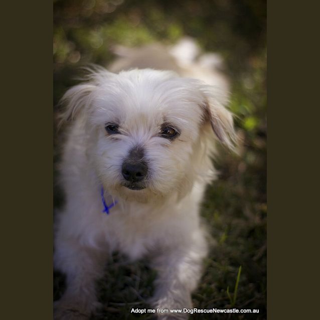 Photo of Aluka (On Trial 7/9/14) ~ Pretty Maltese