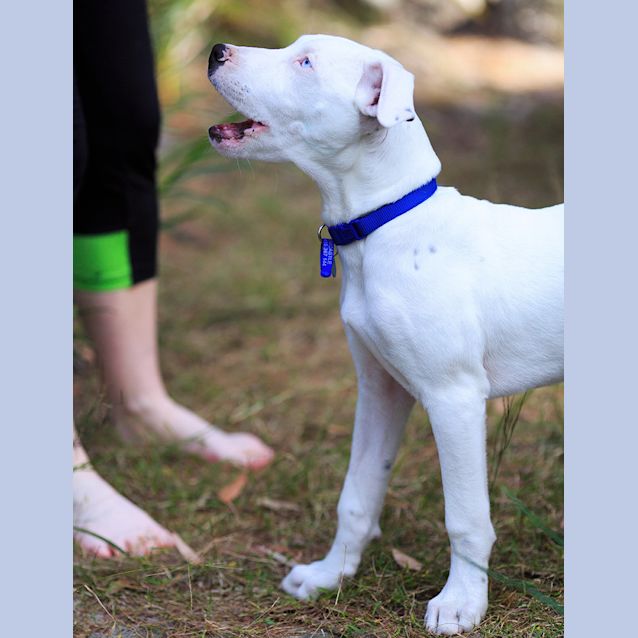 Photo of Blue Eyed Puppy Bernie (On Trial 24/8/14)