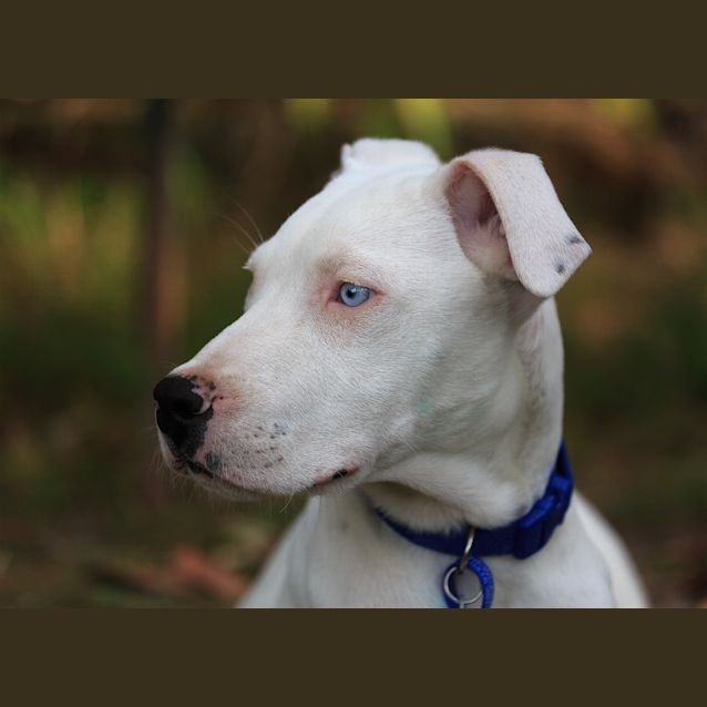 Photo of Blue Eyed Puppy Bernie (On Trial 24/8/14)