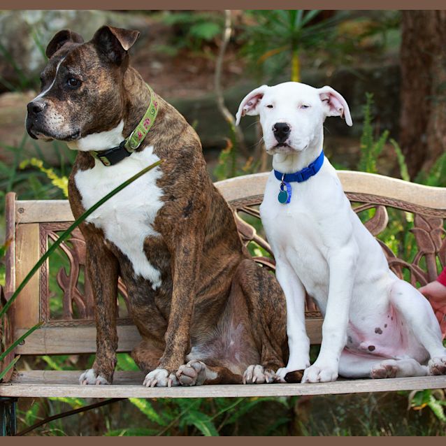 Photo of Blue Eyed Puppy Bernie (On Trial 24/8/14)