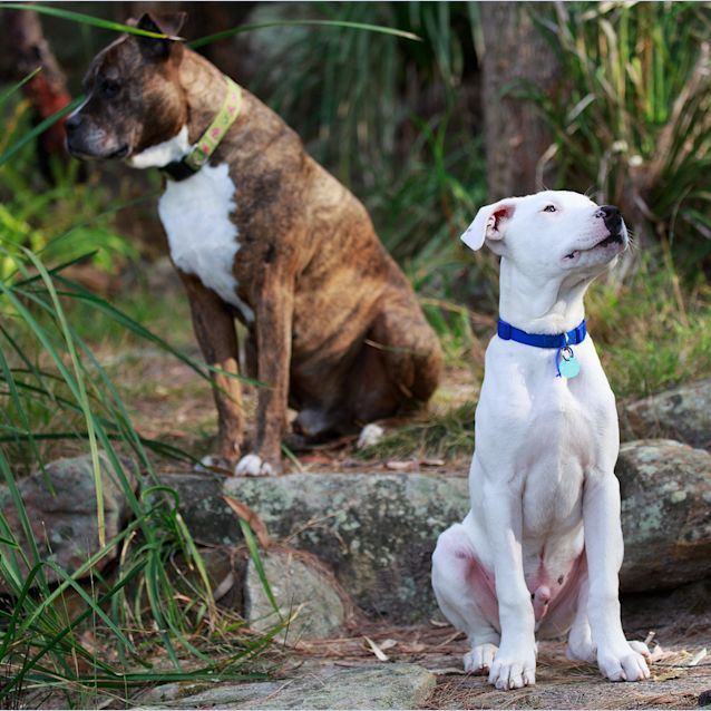 Photo of Blue Eyed Puppy Bernie (On Trial 24/8/14)