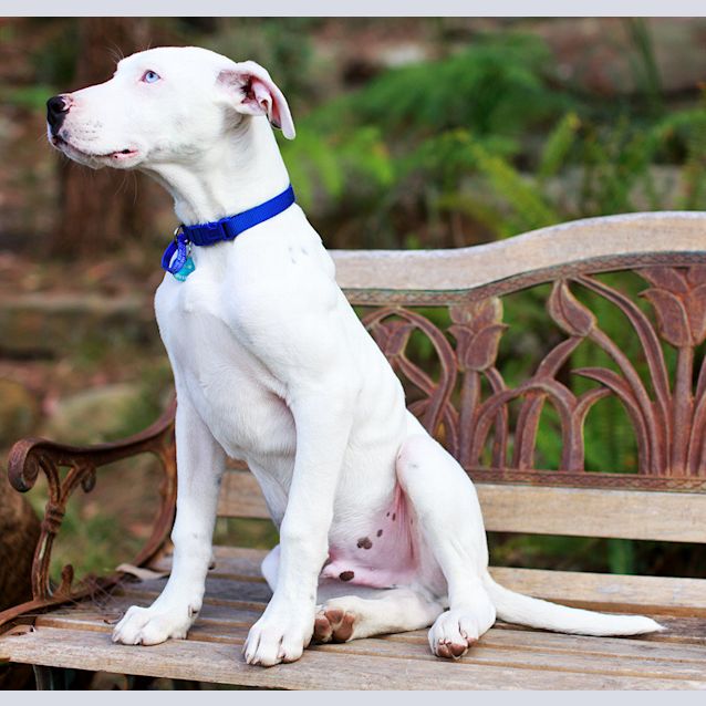 Photo of Blue Eyed Puppy Bernie (On Trial 24/8/14)