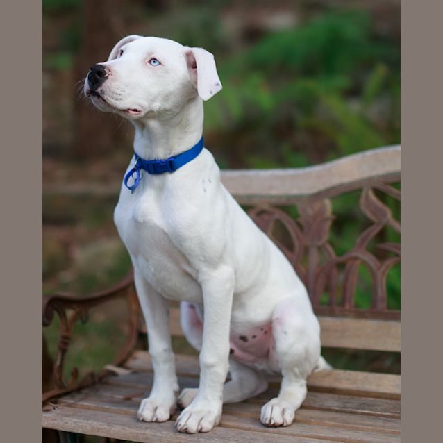 Photo of Blue Eyed Puppy Bernie (On Trial 24/8/14)
