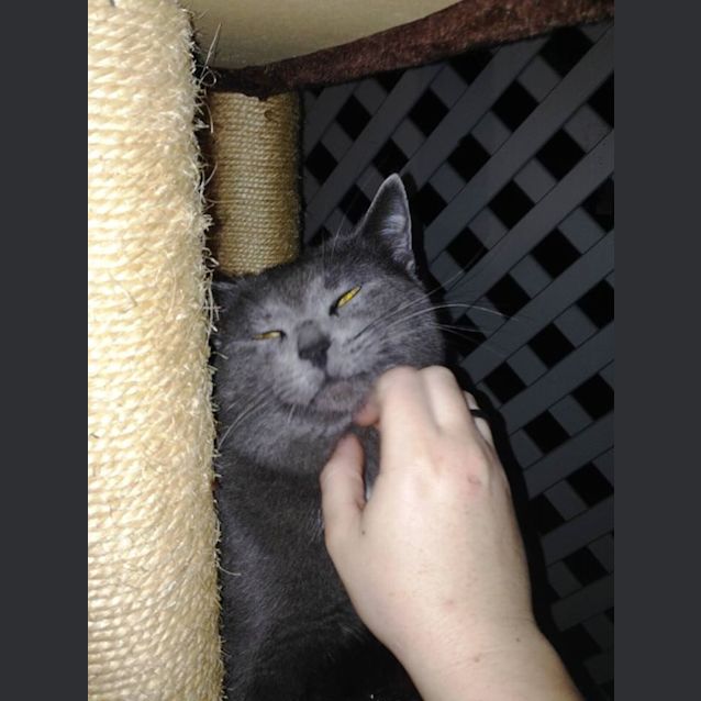 Photo of Peanut
