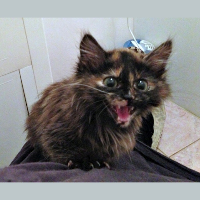 Photo of Jemima Puddleduck