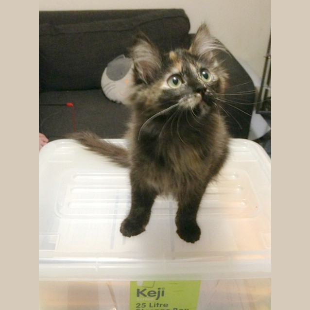 Photo of Jemima Puddleduck