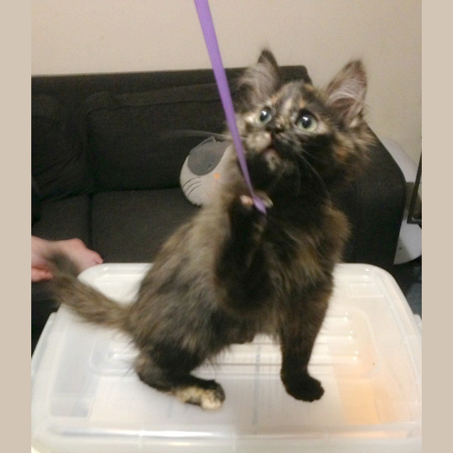 Photo of Jemima Puddleduck