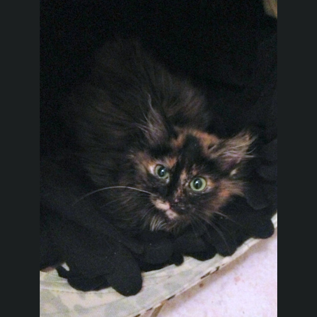 Photo of Jemima Puddleduck