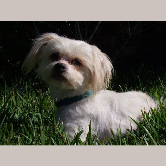 Photo of Kazimiris (On Trial 31/8/14)