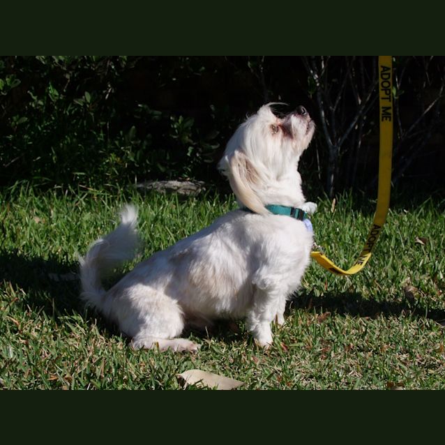 Photo of Kazimiris (On Trial 31/8/14)