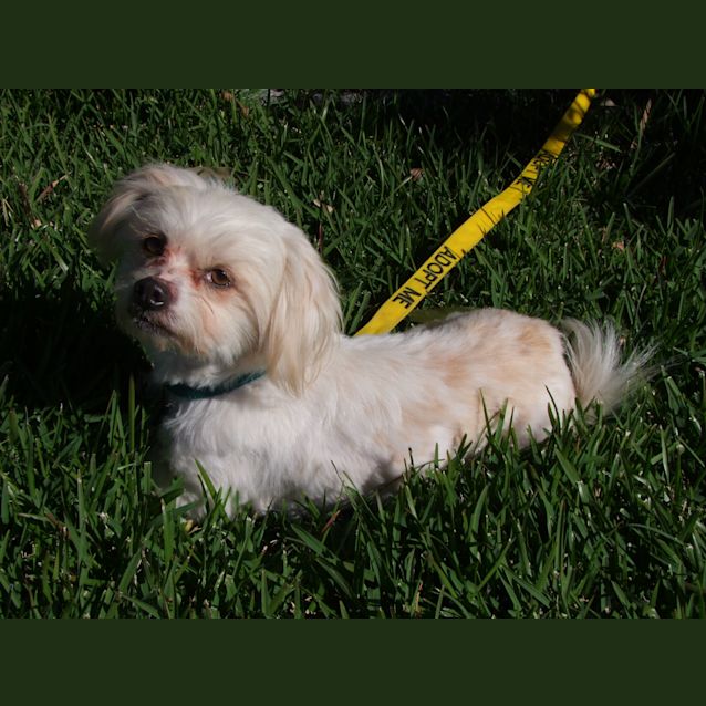 Photo of Kazimiris (On Trial 31/8/14)