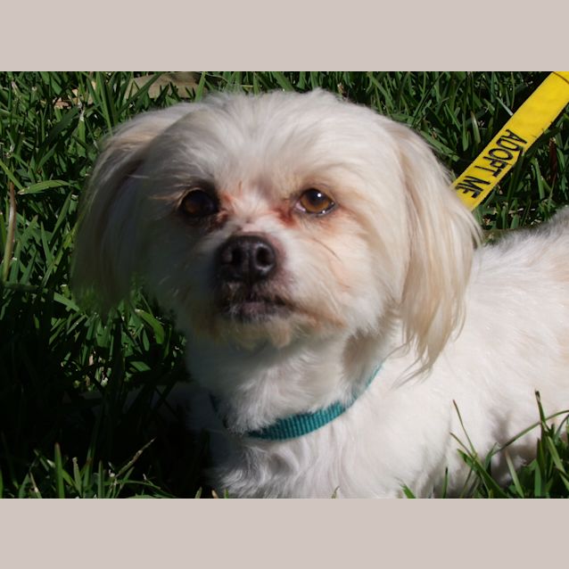 Photo of Kazimiris (On Trial 31/8/14)