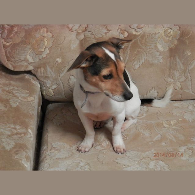 Photo of Sammy, Mini Foxy (On Trial 20/9/14)