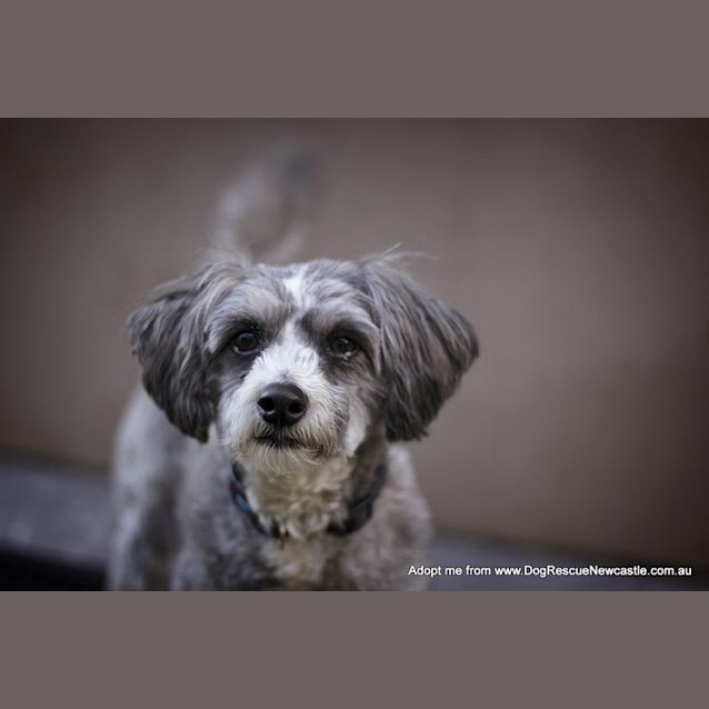 Photo of Max The Moodle (On Trial 22/8/14)