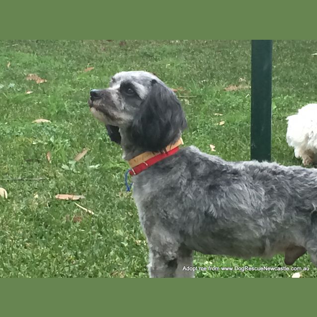 Photo of Jasper The Cavoodle (On Trial 17/8/14)