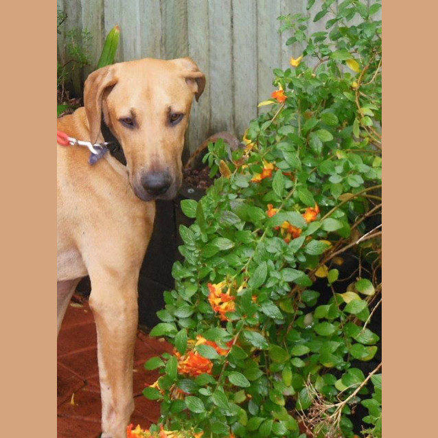 Photo of Lennox