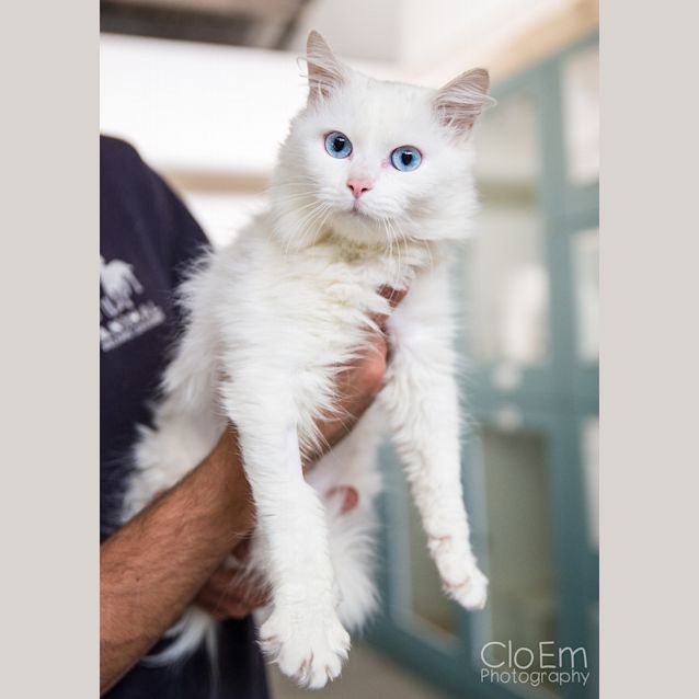 Photo of Blueberry