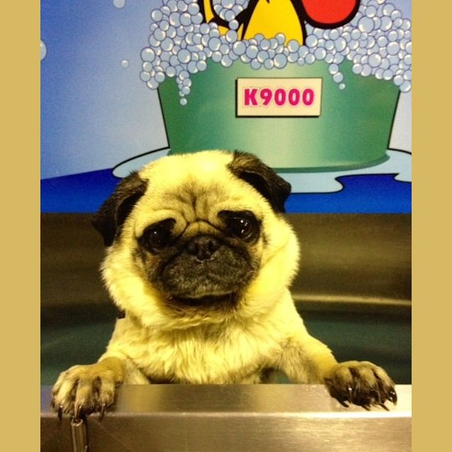 Photo of Luke (Squawks Pet Store)