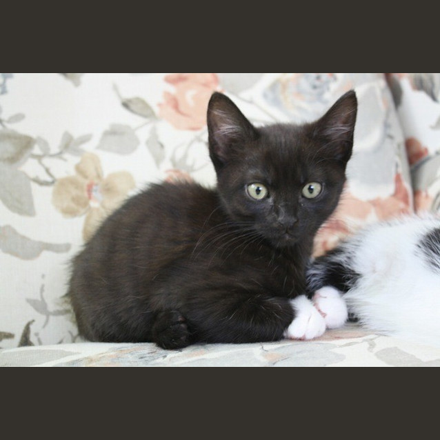 Photo of Aurora