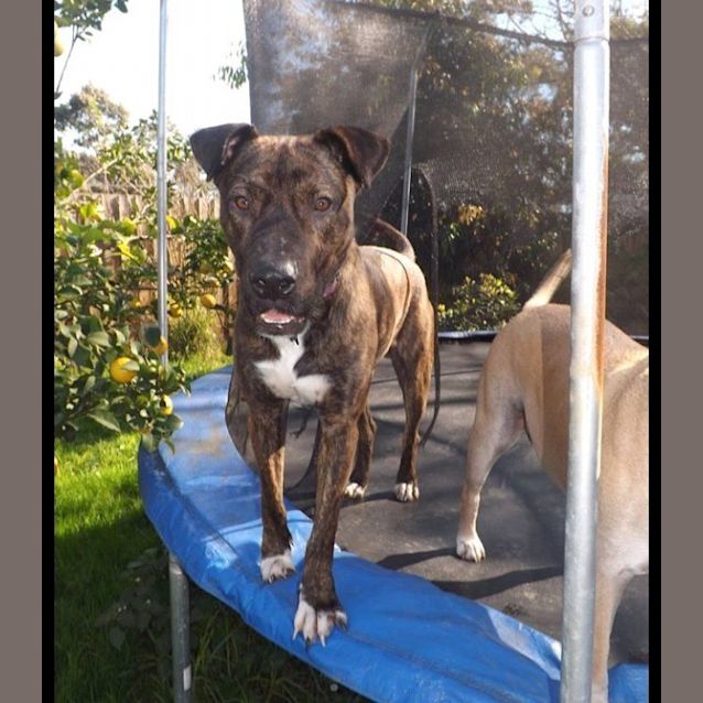 Photo of Baxter The Mastiff Mix