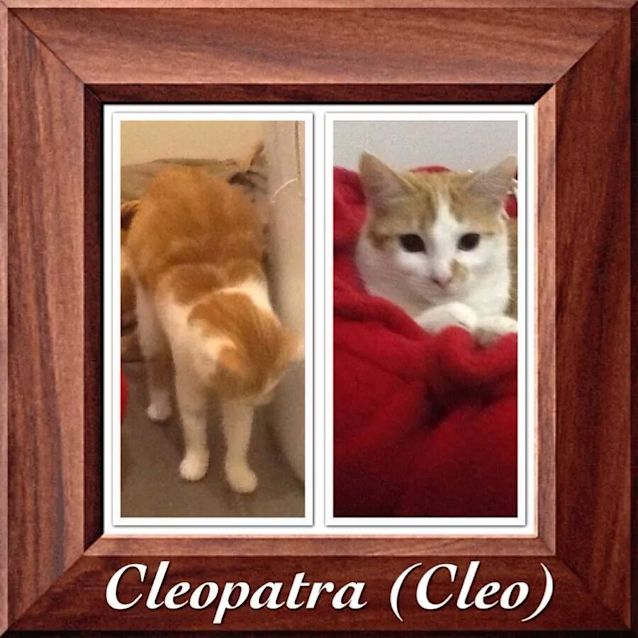 Photo of Cleopatra