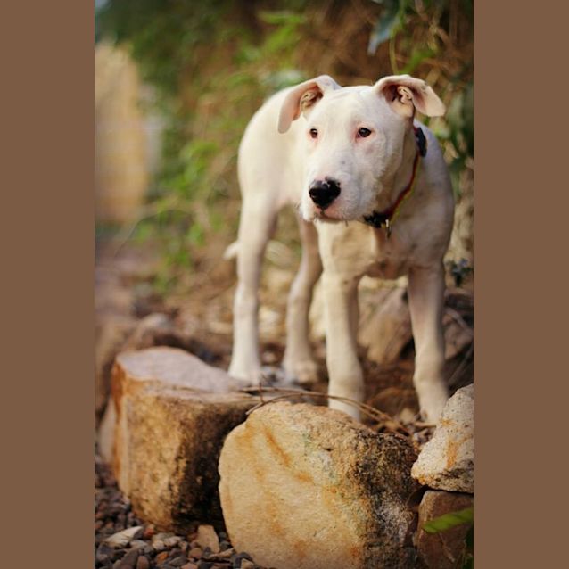 Photo of Snowy 