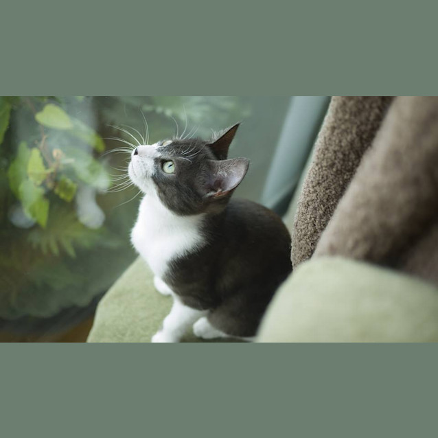 Photo of "Bobbie"  Kitten Purrfect Match