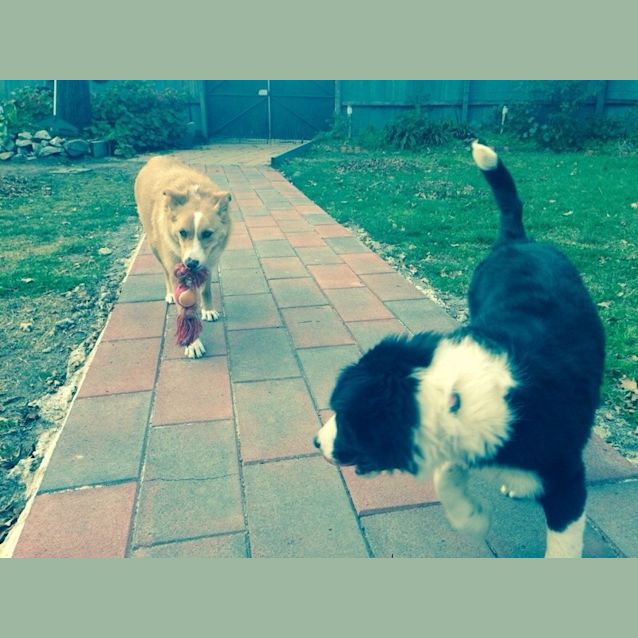 Photo of Tilly (D732) House Trained/Cat Friendly