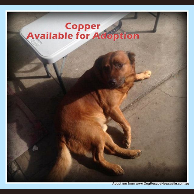 Photo of Copper (Rehomed By Owner)