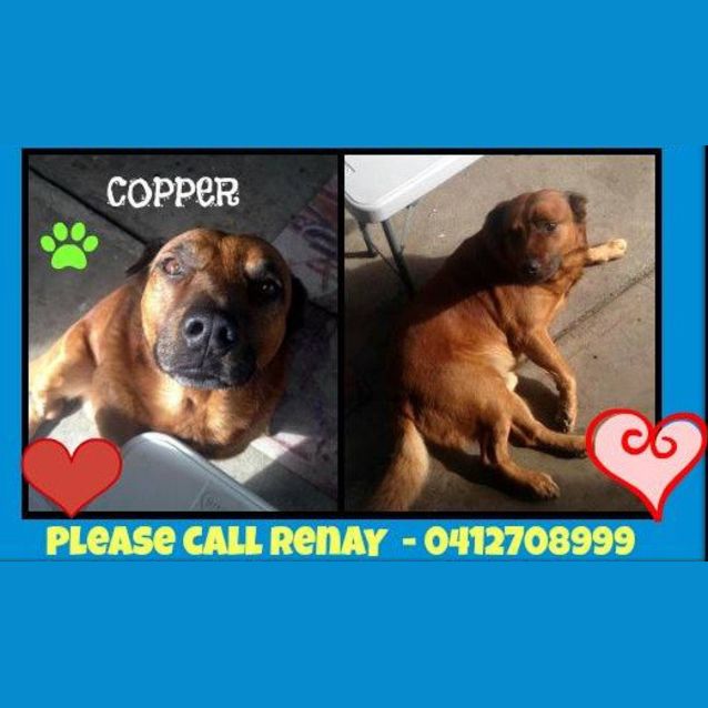 Photo of Copper (Rehomed By Owner)