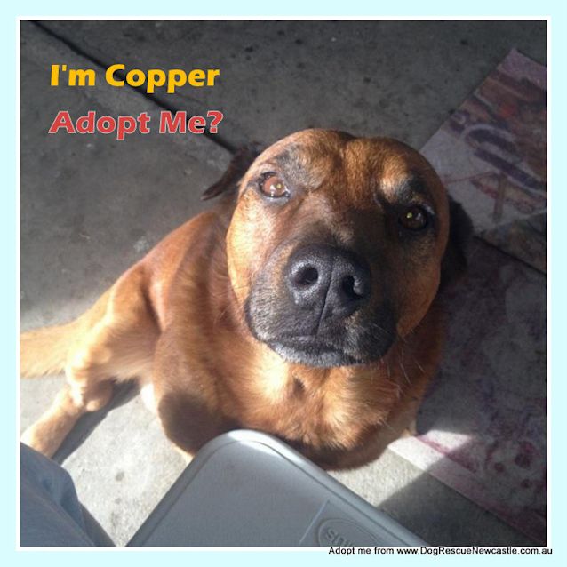 Photo of Copper (Rehomed By Owner)
