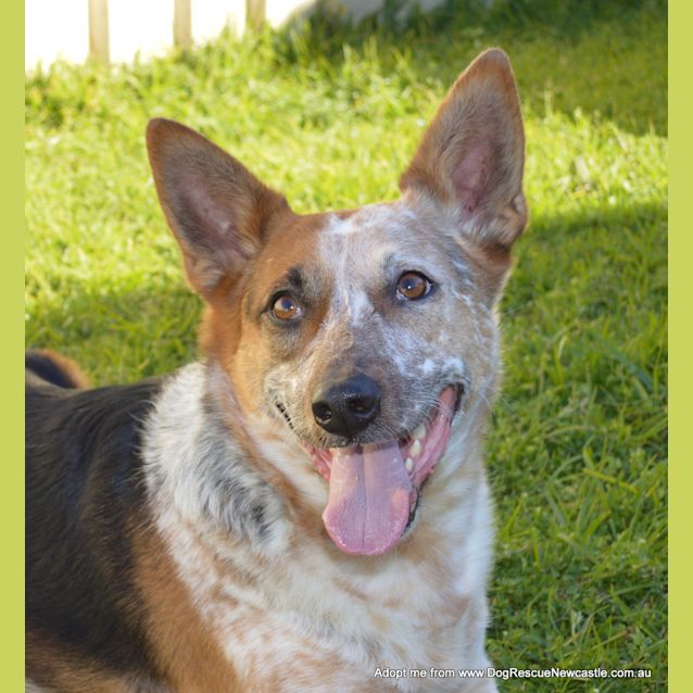 Photo of Porsche (On Trial 20/12/14) Stumpy Tail Cattle Dog