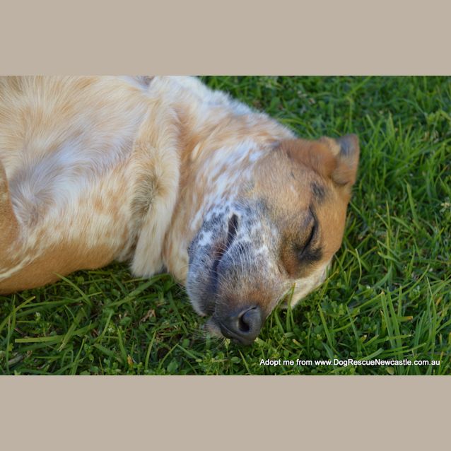 Photo of Porsche (On Trial 20/12/14) Stumpy Tail Cattle Dog