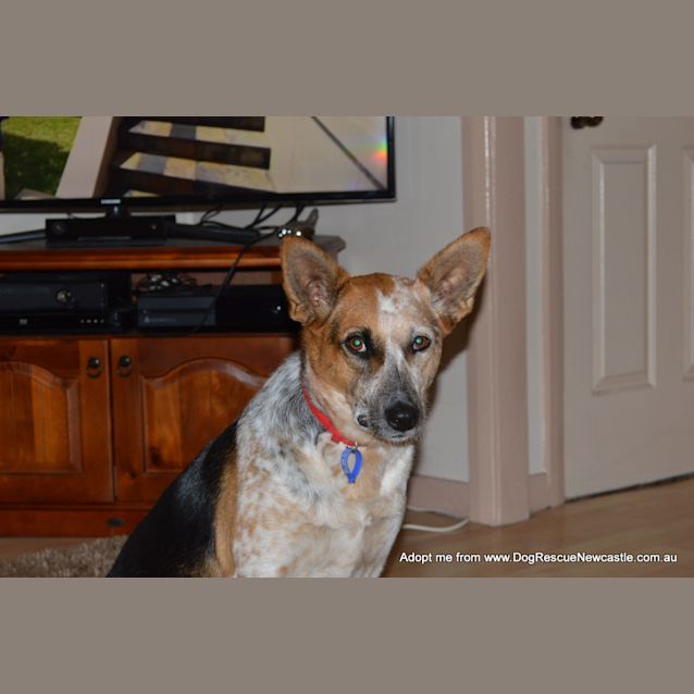 Photo of Porsche (On Trial 20/12/14) Stumpy Tail Cattle Dog