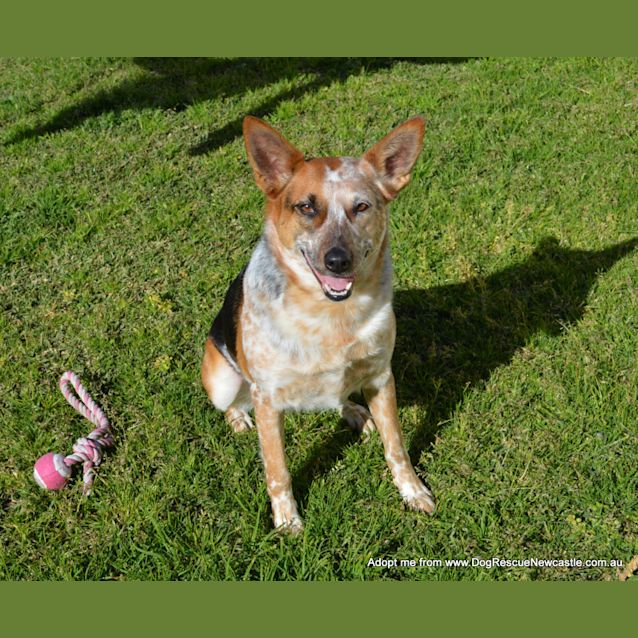 Photo of Porsche (On Trial 20/12/14) Stumpy Tail Cattle Dog