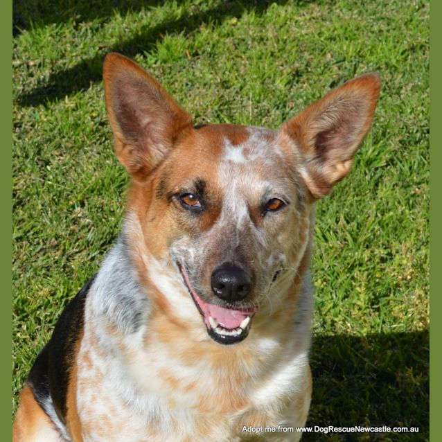 Photo of Porsche (On Trial 20/12/14) Stumpy Tail Cattle Dog