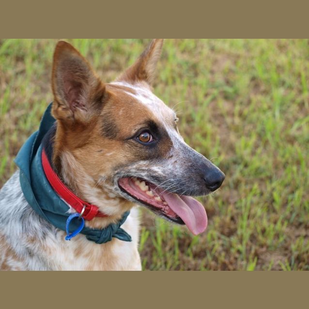 Photo of Porsche (On Trial 20/12/14) Stumpy Tail Cattle Dog