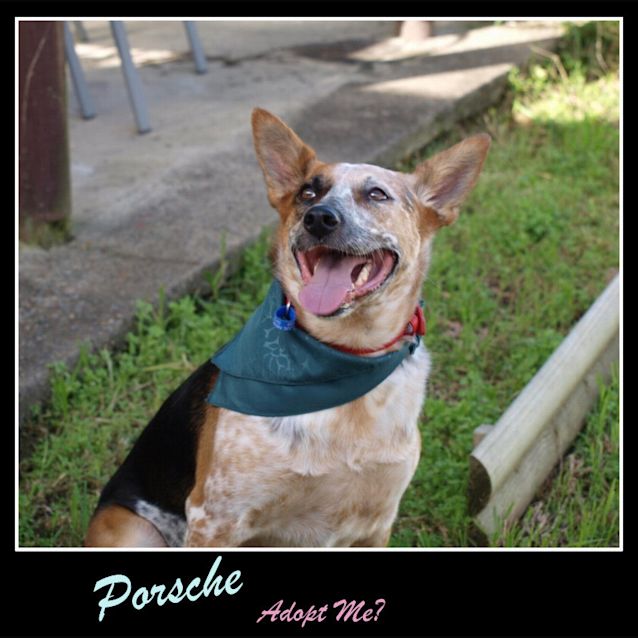 Photo of Porsche (On Trial 20/12/14) Stumpy Tail Cattle Dog