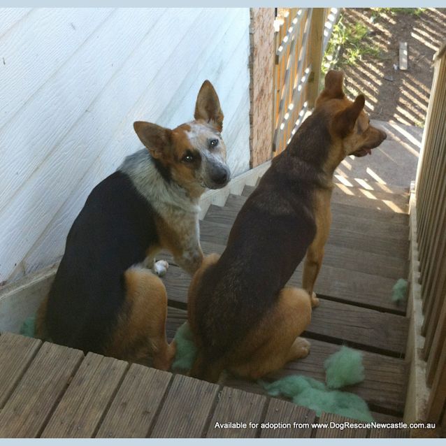 Photo of Porsche (On Trial 20/12/14) Stumpy Tail Cattle Dog