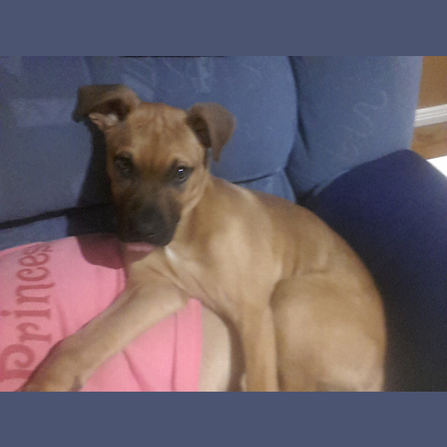 Photo of Muscles ~ Puppy (On Trial 21/8/14)