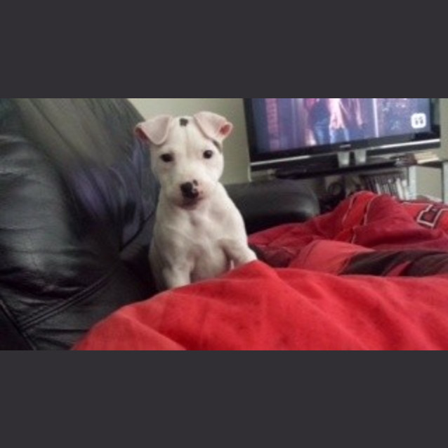 Photo of Spot