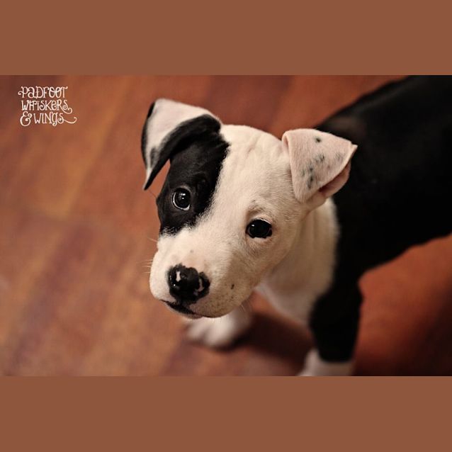 Photo of Porkchop