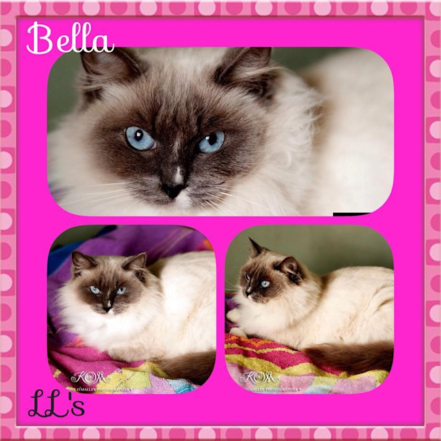 Photo of Bella 