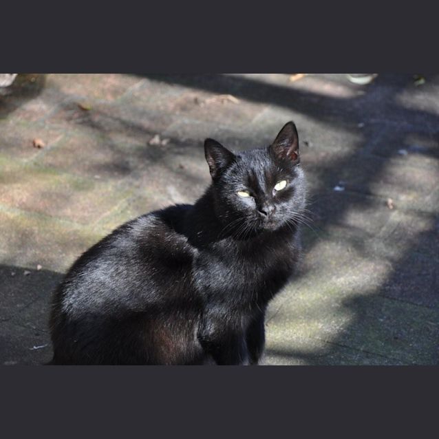 Photo of "Shimmer"   Purrfect Match