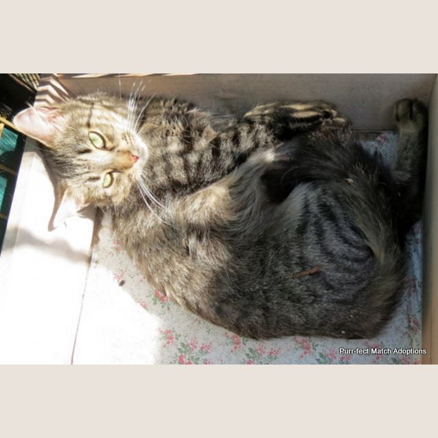 Photo of "Duchess" Purrfect Match
