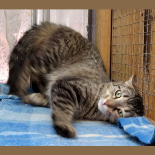 Photo of "Duchess" Purrfect Match