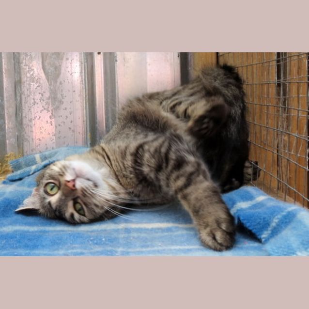 Photo of "Duchess" Purrfect Match