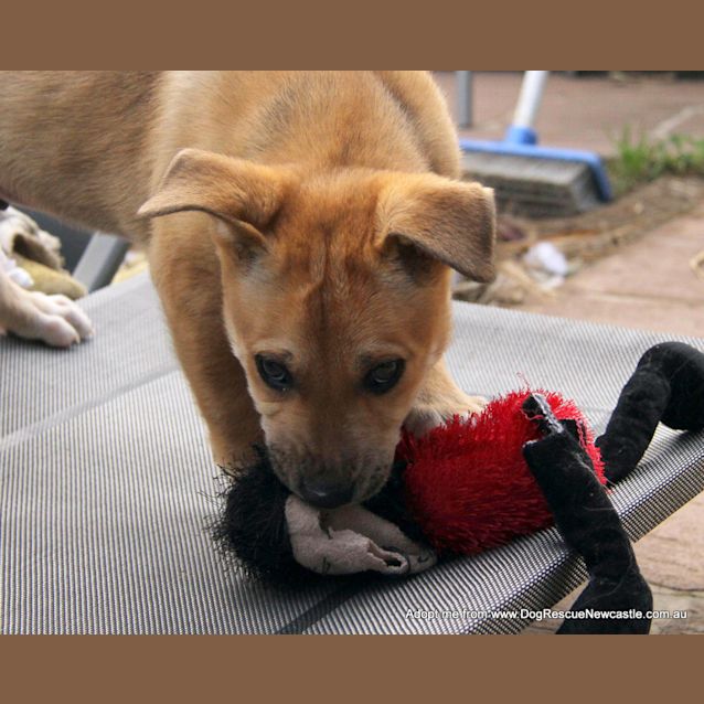 Photo of Justice, (On Trial 30/8/14)german Shepherd X Akita
