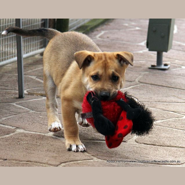 Photo of Justice, (On Trial 30/8/14)german Shepherd X Akita